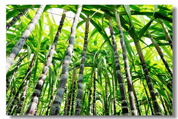 100�ֻ�����������¯