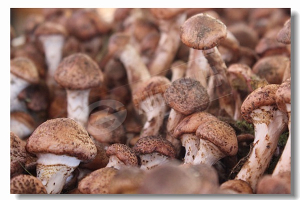 ��֯����ʽú��ȼú������¯