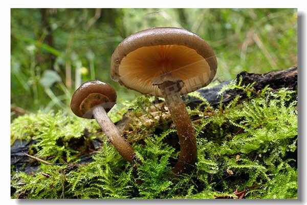 2����ȼ����ˮ��¯�����ļ��Լ۱ȸ�����������������